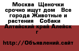 Москва! Щеночки срочно ищут дом - Все города Животные и растения » Собаки   . Алтайский край,Алейск г.